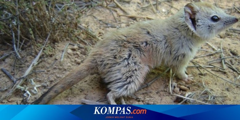 Dikira Punah 100 Tahun Lalu Tikus Berkantung Ternyata Masih Hidup Halaman All Kompas Com
