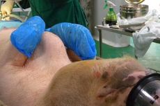Potret Mengejutkan Pabrik Babi Kloning di China
