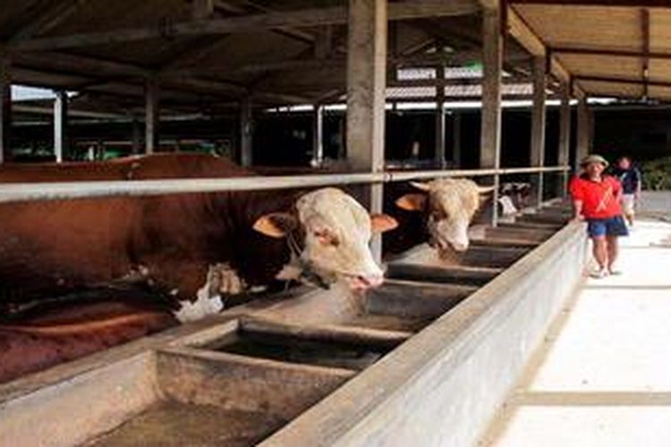 Sapi dari berbagai wilayah di Jawa Tengah digemukkan di salah satu sentra sapi potong, di Desa Gubug, Kecamatan Cepogo, Kabupaten Boyolali, Jawa Tengah seperti nampak pada Senin (11/2/2013). 