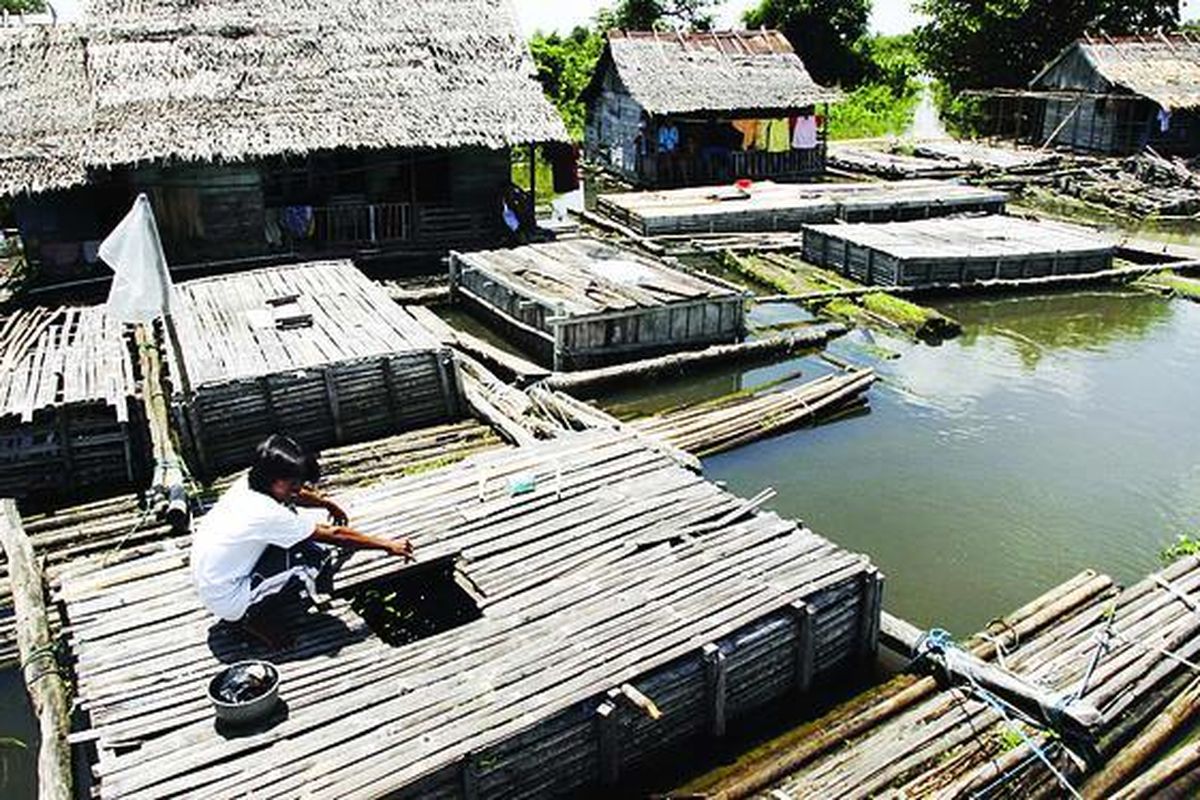 Petani ikan di Desa Petaling, Kecamatan Lais, Musi Banyuasin, Sumatera Selatan, Jumat ( 1 2/3 ), memberikan pakan ikan ke dalam keramba. Petani di sini membudidayakan ikan patin, toman, dan nila.