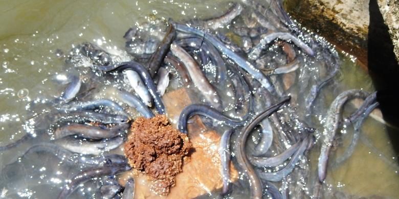 Startup Efishery Hadirkan Kampung Perikanan Digital Di Bogor