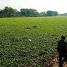 Fenomena Eceng Gondok Tutupi Sungai Bengawan Solo, Pakar ITS Duga karena Hal Ini