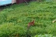 Harimau Memangsa Manusia, BKSDA Minta Warga Menjauh Dari Lokasi