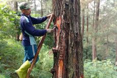 Kisah Koiman, Sadap Getah Pinus untuk Biaya Kuliah Sang Anak