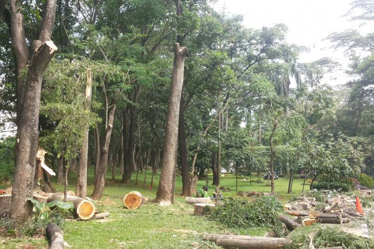 Pohon-pohon yang berada di sekitar jalan layang atau flyover Universitas Indonesia ditebang pada Rabu (3/5/2017). Penebangan pohon dilakukan pasca peristiwa tumbangnya sebuah pohon yang menimpa sebuah mobil Honda Jazz dan menewaskan seorang penumpangnya pada Selasa (2/5/2017).