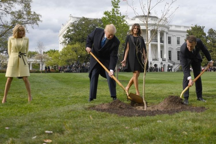 Presiden Amerika Serikat Donald Trump dan Presiden Perancis Emmanuel Macron menyekop tanah untuk menanam pohon di halaman Gedung Putih, Washington DC, Senin (23/4/2018). (AFP/Jim Watson)