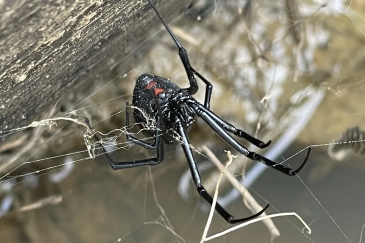 Ilustrasi laba-laba Black Widow 
