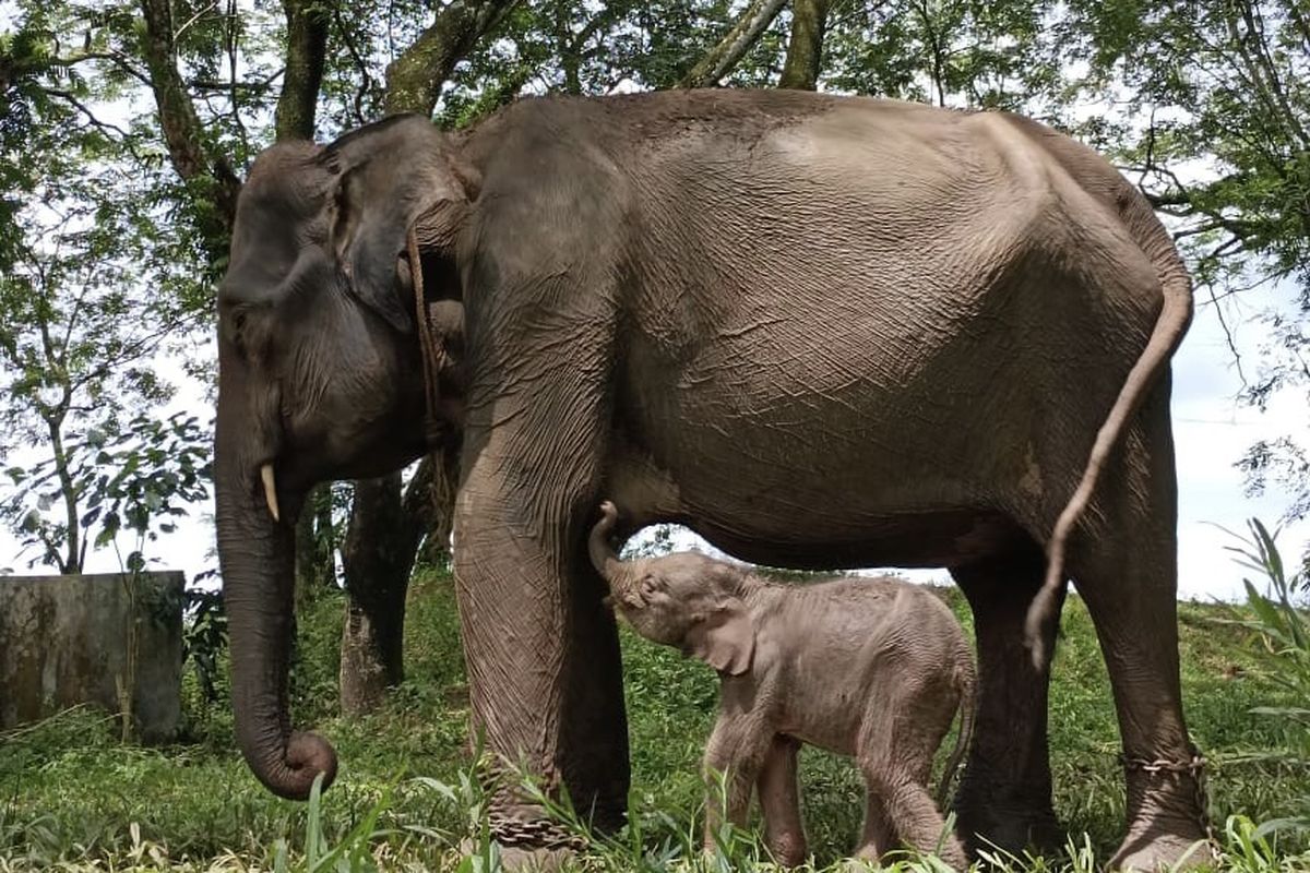 Bayi gajah sumatera bernama Yongki yang lahir di PLG Taman Nasional Way Kambas (TNWK) pada Sabtu (8/4/2023).