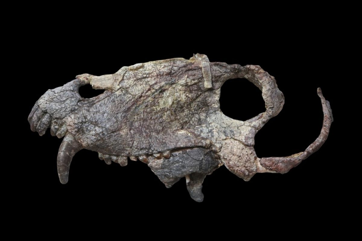Tengkorak predator raksasa yang hidup sebelum era dinosaurus. Hewan purba bernama Pampaphoneus biccai ini berasal dari Brasil.