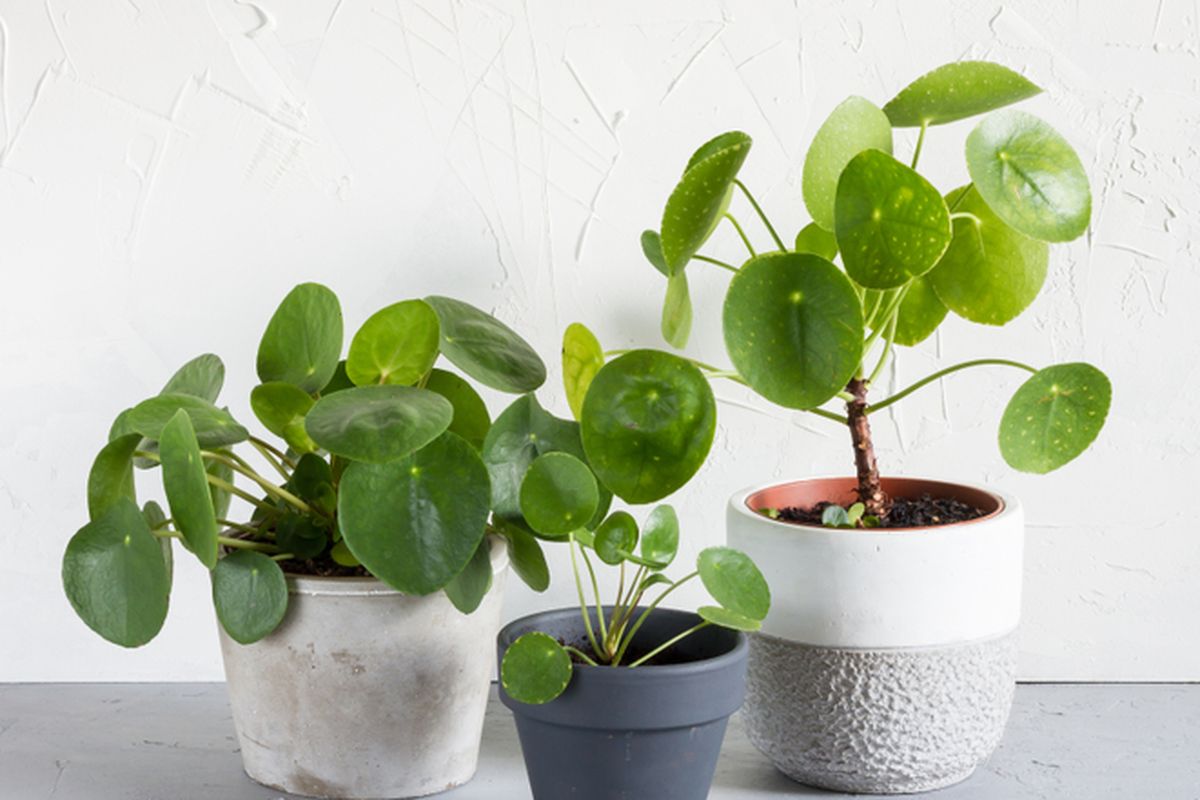 Ilustrasi tanaman hias pilea peperomioides. 