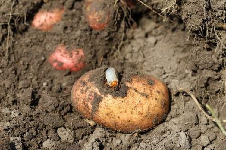 Ilustrasi hama pada umbi kentang