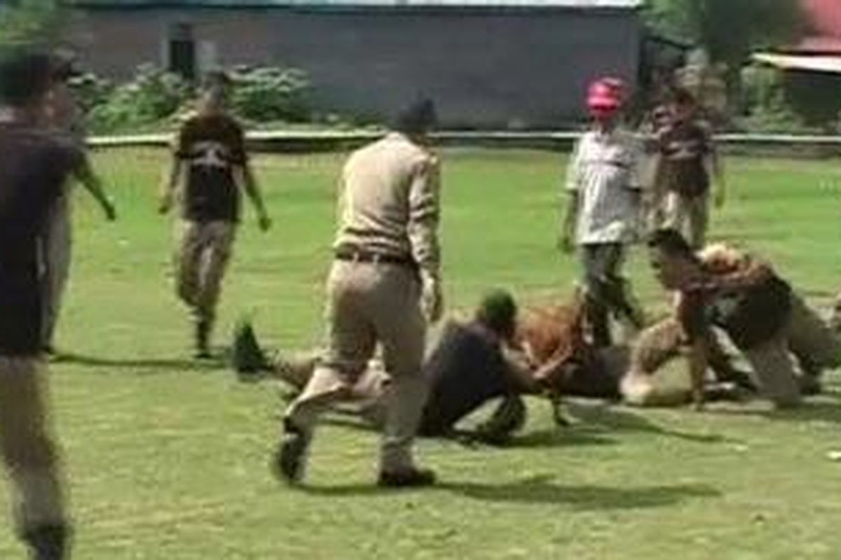 Sejumlah petugas Satpol PP sedang menertibkan ternak-ternak yang berkeliaran di dalam kota Kabupaten Bulukumba, Sulawesi Selatan. Penertiban ini merupakan salah satu agenda Satpol PP untuk menjaga keindahan kota dalam upaya mengejar piala Adipura. 