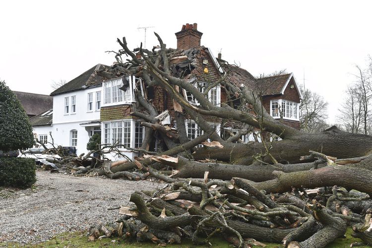 Pemandangan luar rumah Dominic Good sehari setelah pohon ek berusia 400 tahun di taman ditumbangkan oleh Badai Eunice, di Stondon Massey, dekat Brentwood, Essex, Inggris, Sabtu 19 Februari 2022.
