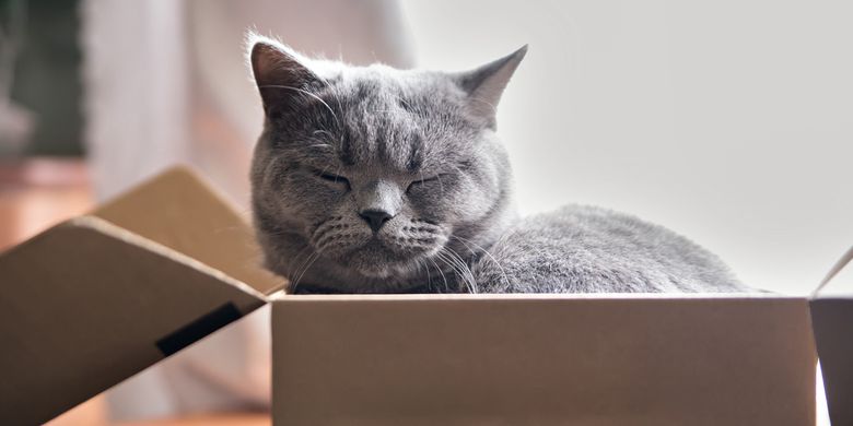 Ilustrasi kucing tidur di kardus atau tempat kecil. Anatomi kucing yang unik, membuat kucing mampu muat masuk tempat yang sempit.