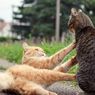 Mengapa Kucing Sering Berkelahi? 