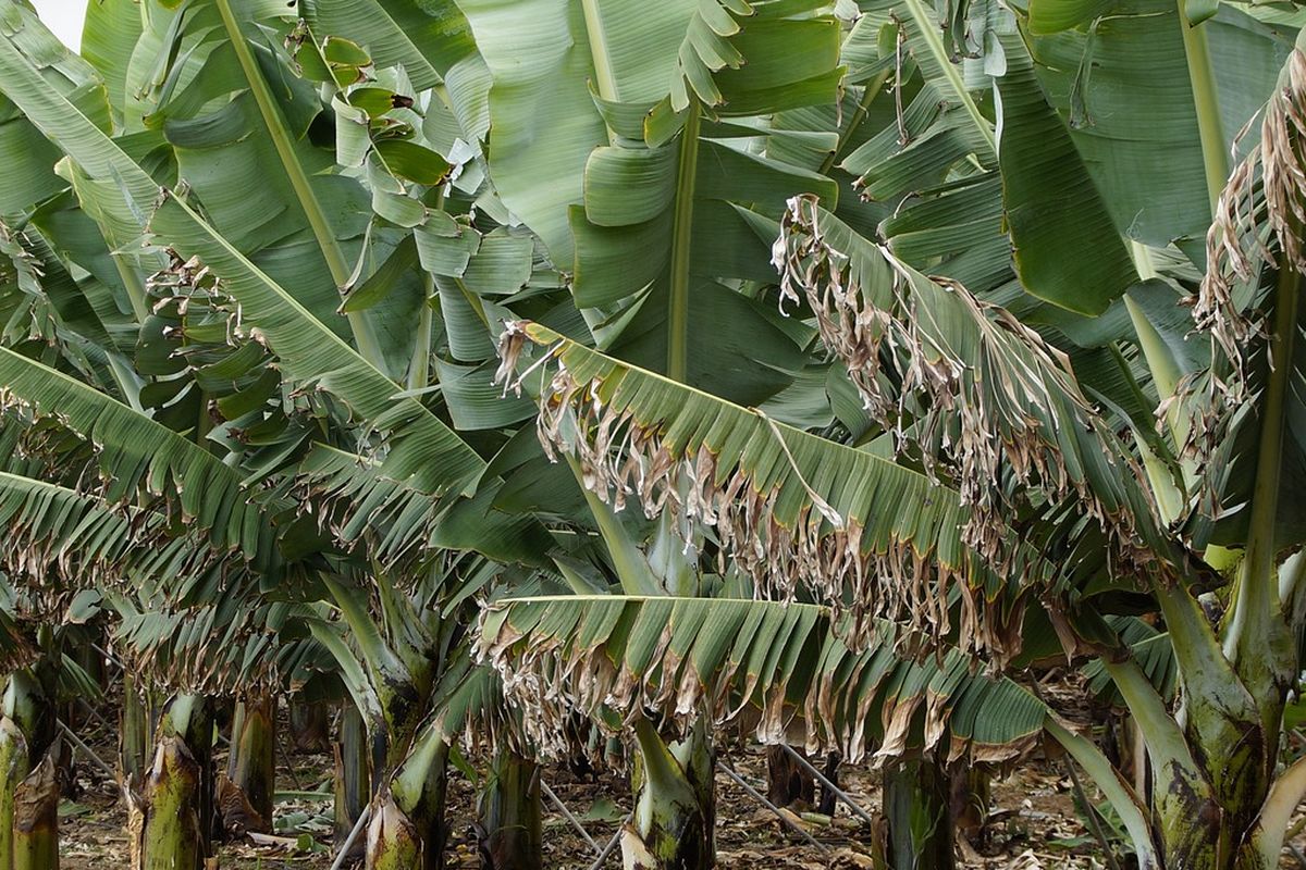 Ilustrasi pohon pisang, daun pisang. 