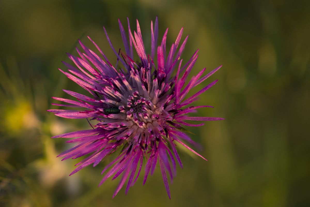 Ilustrasi milk thistle.