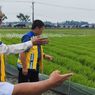 Irigasi Padi Hemat Air Diterapkan di Cirebon, Diharapkan Mampu Tingkatkan Hasil Panen