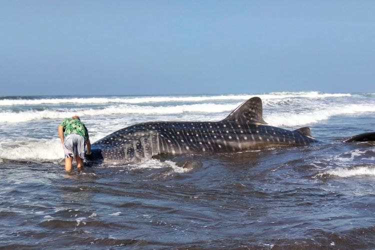 Hiu Paus Terdampar di Pantai Jembrana Bali, Warga Diminta Tak Mendekat