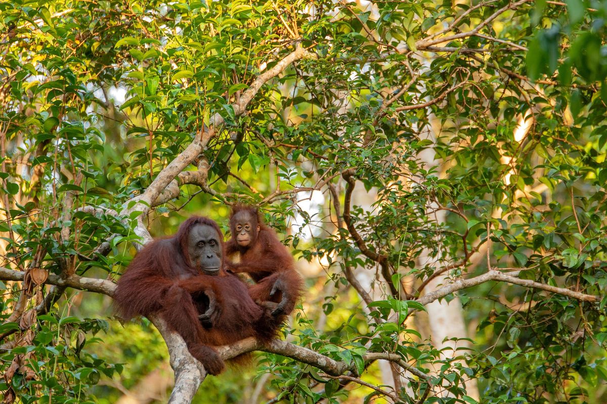 Ilustrasi orangutan.