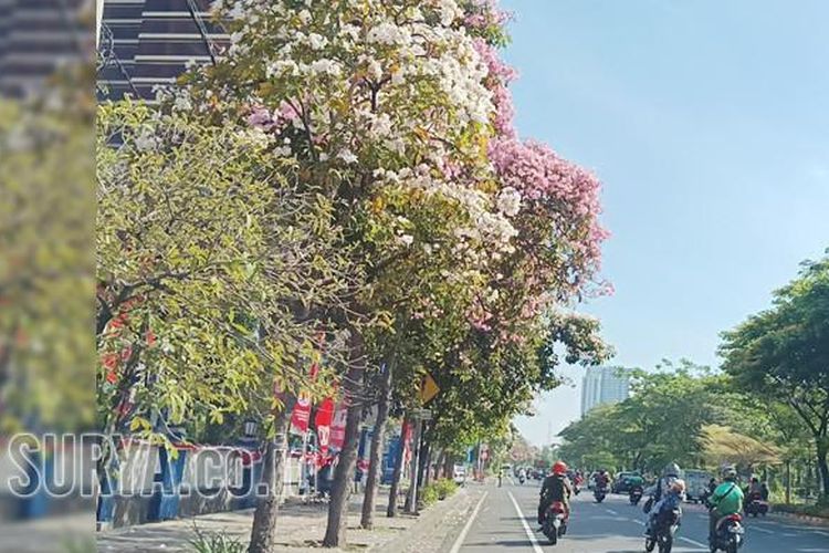 Sejumlah koleksi tanaman tabebuya di Surabaya, Jawa Timur mulai bermekaran.