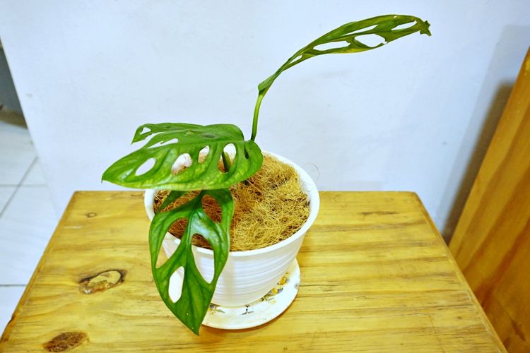 Tanaman Monstera adansonii variegata atau yang karib disebut Janda Bolong.