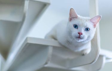 ilustrasi apakah kucing bisa memprediksi kematian?