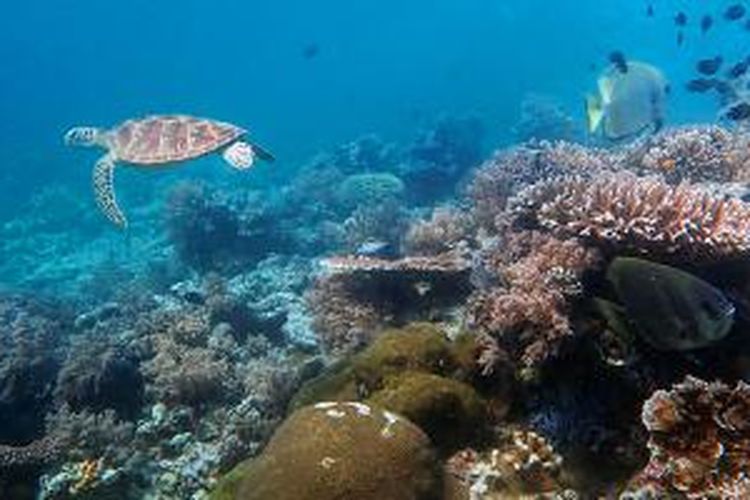 Penyu hijau tampak bermain di ekosistem terumbu karang di Pulau Maratua, bagian dari Taman Pesisir Kepulauan Derawan, di Kabupaten Berau, Kalimantan Timur, Sabtu (13/12/2014). Wisata alam bahari di kawasan tersebut mendongkrak minat para investor. Jika tak ada upaya pemberdayaan di kawasan pesisir itu, masyarakat setempat akan kian terpinggirkan. 