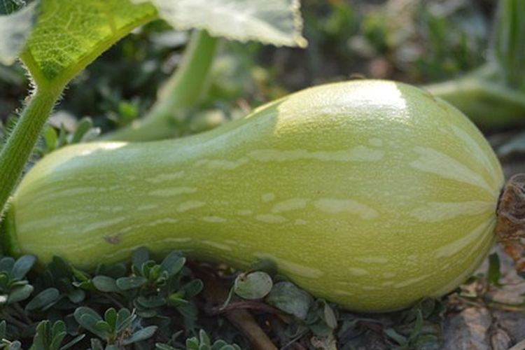 Ilustrasi tanaman labu madu