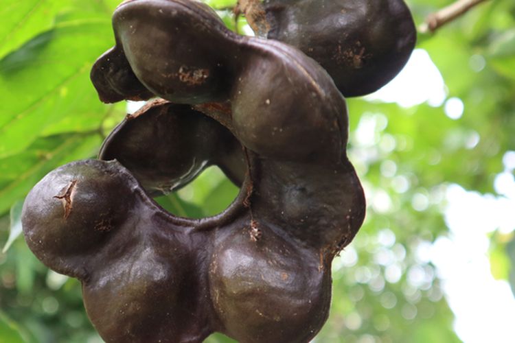 Ilustrasi buah jengkol, pohon jengkol. .