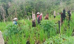 Ketika Perempuan Petani di Kalbar Andalkan Gotong Royong untuk RIngankan Pekerjaan Keluarga...