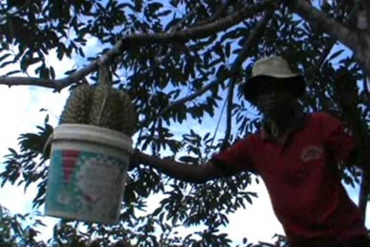 Ini sensasi baru menikmati durian di kecamatan Bulo Polewali mandar sylawesi barat. Wisatawan bisa memetik dan makan durian langsung dari pohonnya atau menikmatinya di gasebo yang disediakan penbgelola.