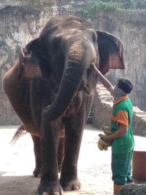 petugas sedang memberi makan satwa gajah saat simulasi pembukaan Taman Margasatwa Ragunan, Kamis (11/6/2020)
