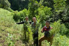 Kembangkan Kasus Narkoba, Polda Metro Temukan 11 Hektar Ladang Ganja di Sumatera Utara