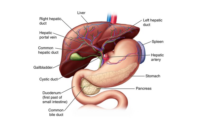 Ilustrasi bagian organ hati