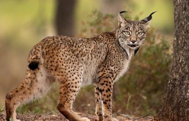 Seekor Lynx Iberia
