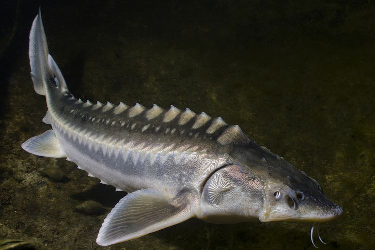 Sturgeon beluga, ikan air tawar terbesar di dunia