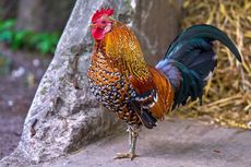 Lain Bahasa Lain Kokok Ayam Jago