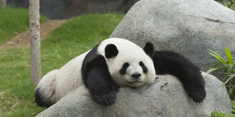 Ilustrasi panda tidur