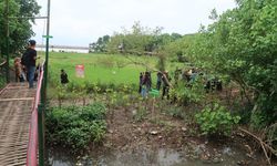 Melihat Upaya Pengembangan Hutan Mangrove di Bantul