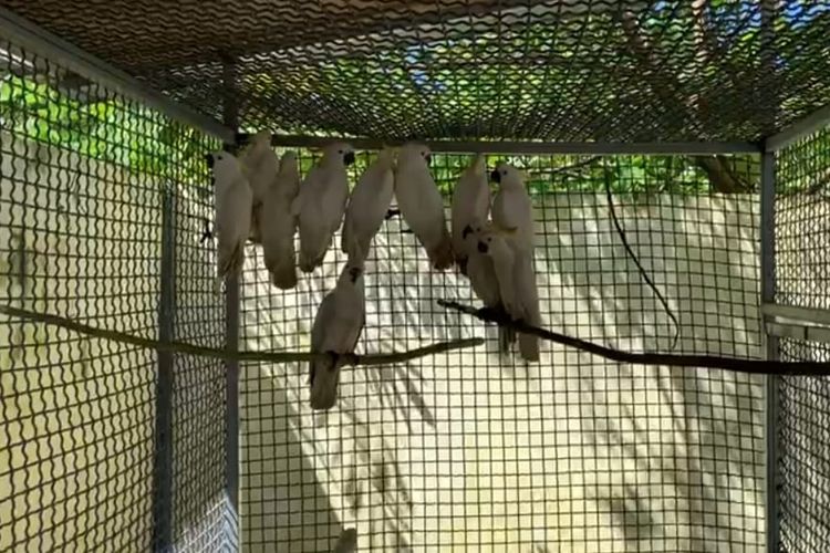 Petugas gabungan di Kabupaten Kepulauan Aru, Maluku berhasil menggagalkan upaya penyelundupan puluhan ekor Burung Kakatua dan Nuri di wilayah tersebut. Puluhan satwa liar itu kini sedang ditampung di tempat karantina di Dobo, Jumat (14/4/2023)