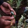 Produksi Opium Meningkat Tajam di Myanmar, Petani Tak Punya Pilihan