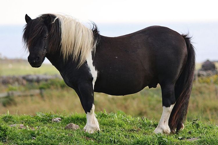 Kuda poni shetland