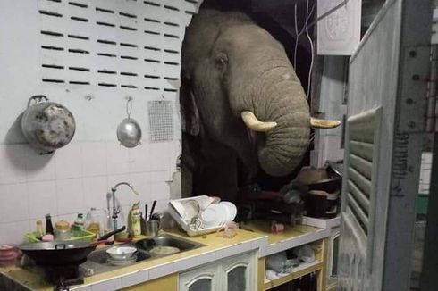 Gajah yang Jebol Tembok Warga untuk Minta Makan, Ketagihan dan Dobrak Rumah Orang Lain