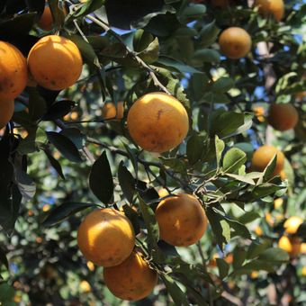 Ilustrasi pohon jeruk baby pacitan, menanam jeruk baby pacitan.