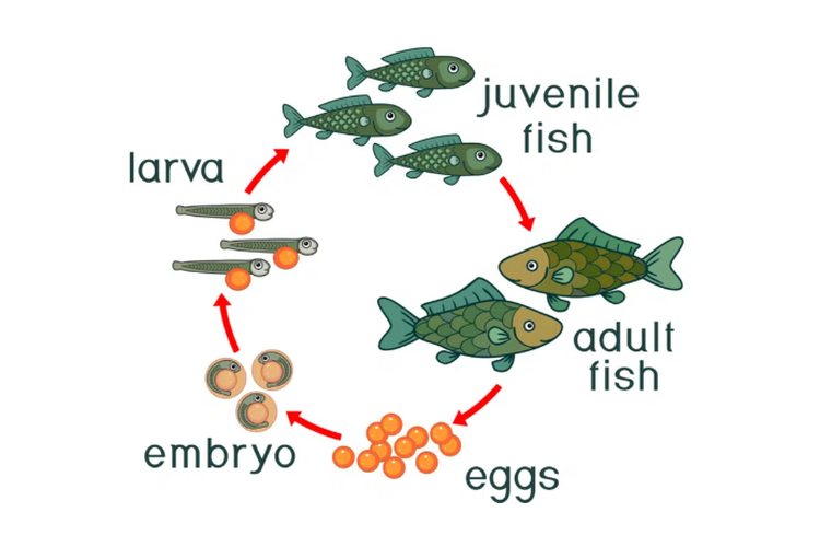 Ilustrasi siklus perkembangan ikan mas