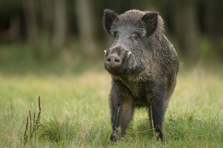 Ilustrasi babi hutan.