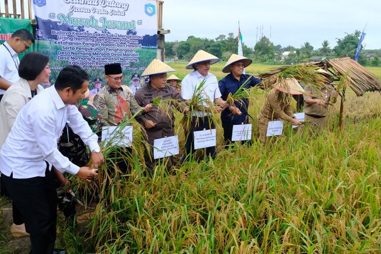 Panen padi sawah dalam tradisi murok jerami di Desa Namang, Bangka Tengah, Senin (30/1/2023). 