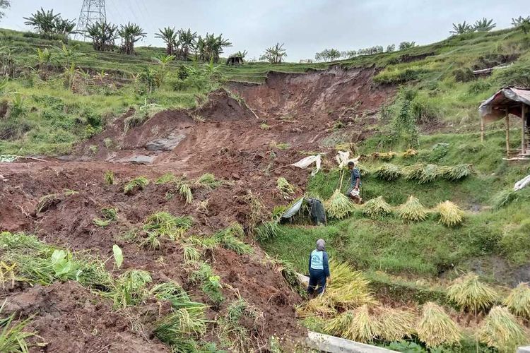 Sawah seluas 1.000 meter persegi yang berada di perbukitan di Kelurahan Pasanggrahan, Kecamatan Ujungberung, Kota Bandung, longsor setelah diguyur hujan deras yang terjadi sejak Selasa (10/9/2024) hingga Rabu (11/9/2024).
