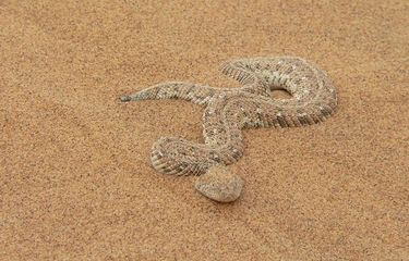 Maxsus tasmali jinsiy aloqa Qizlarning mushuklari fotosuratlari